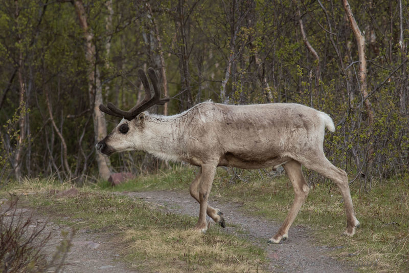 Klik for fuld størrelse