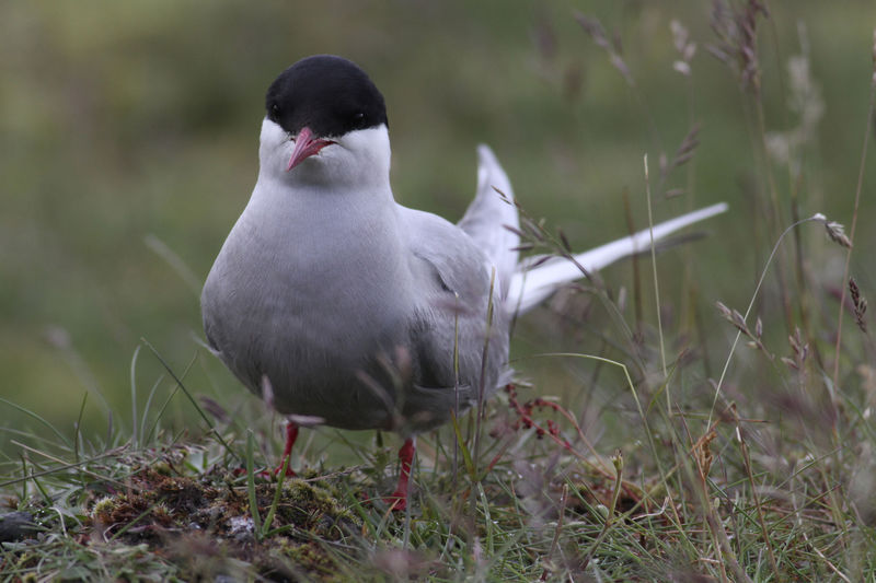 Klik for fuld størrelse