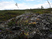 Filnavn=DSCN0475.jpg
Filstørrelse=1253KiB
Dimensioner=3648x2736
Dato for tilføjelse=29 Jul, 2012 DSCN0475.jpg