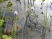 Filnavn=DSCN0480.jpg
Filstørrelse=1230KiB
Dimensioner=3648x2736
Dato for tilføjelse=29 Jul, 2012 DSCN0480.jpg