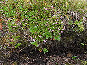 Filnavn=DSCN0482.jpg
Filstørrelse=2391KiB
Dimensioner=3648x2736
Dato for tilføjelse=29 Jul, 2012 DSCN0482.jpg