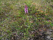 Filnavn=DSCN0483.jpg
Filstørrelse=2480KiB
Dimensioner=3648x2736
Dato for tilføjelse=29 Jul, 2012 DSCN0483.jpg