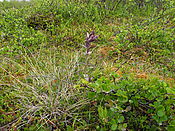 Filnavn=DSCN0485.jpg
Filstørrelse=2417KiB
Dimensioner=3648x2736
Dato for tilføjelse=29 Jul, 2012 DSCN0485.jpg