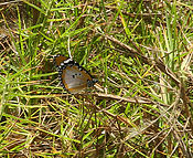 Filnavn=DSCN1588.jpg
Filstørrelse=364KiB
Dimensioner=1056x864
Dato for tilføjelse=28 Apr, 2013 DSCN1588.jpg