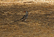 Filnavn=DSCN2225.jpg
Filstørrelse=593KiB
Dimensioner=1700x1176
Dato for tilføjelse=12 Maj, 2013 DSCN2225.jpg