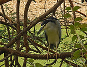 Filnavn=DSCN2267.jpg
Filstørrelse=469KiB
Dimensioner=1588x1232
Dato for tilføjelse=12 Maj, 2013 DSCN2267.jpg
