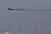 IMG_13781.jpg