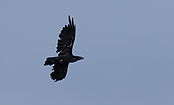 IMG_1460.jpg
