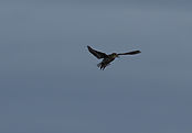 Filnavn=IMG_1758.jpg
Filstørrelse=475KiB
Dimensioner=2610x1819
Dato for tilføjelse=16 Nov, 2017 IMG_1758.jpg