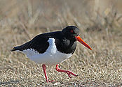 IMG_37822.jpg