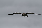 IMG_42368.JPG