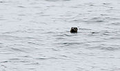IMG_42616_copy.jpg