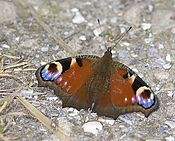 IMG_4533.jpg