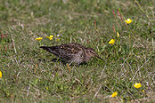 IMG_45405.JPG