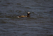 IMG_45783.JPG