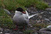 Filnavn=IMG_46637.JPG
Filstørrelse=906KiB
Dimensioner=3999x2666
Dato for tilføjelse=24 Sep, 2014 IMG_46637.JPG