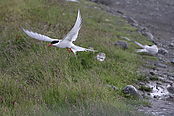 Filnavn=IMG_46740.JPG
Filstørrelse=1361KiB
Dimensioner=3999x2666
Dato for tilføjelse=24 Sep, 2014 IMG_46740.JPG