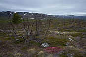 Filnavn=IMG_5610.jpg
Filstørrelse=2752KiB
Dimensioner=3999x2666
Dato for tilføjelse=16 Nov, 2017 IMG_5610.jpg
