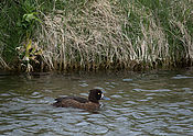 IMG_6100~0.jpg