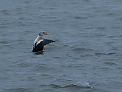 Filnavn=IMG_7980.jpg
Filstørrelse=322KiB
Dimensioner=1846x1391
Dato for tilføjelse=16 Mar, 2018 IMG_7980.jpg