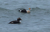 Filnavn=IMG_8018.jpg
Filstørrelse=307KiB
Dimensioner=2428x1549
Dato for tilføjelse=16 Mar, 2018 IMG_8018.jpg