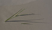 IMG_8511.jpg