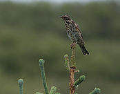 IMG_8820.jpg